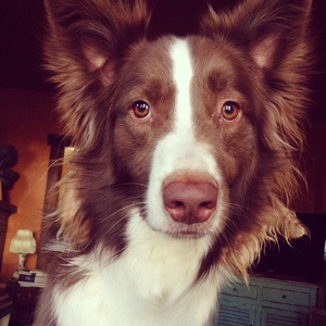 Fundraising Page: Abraham  Jones